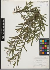Foto von Salix purpurea L.